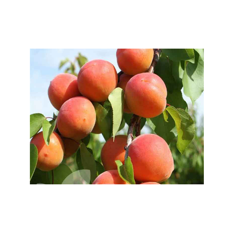 Prunus armeniaca 'Cegl&eacute;di B&iacute;bor' Kajszi Cegl&eacute;di B&iacute;bor